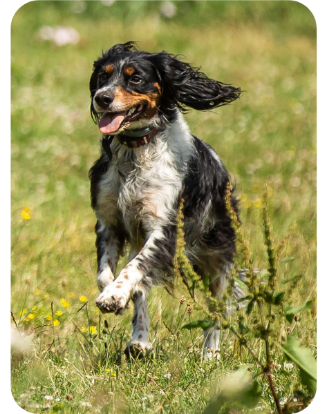 Flexadin - Dog running